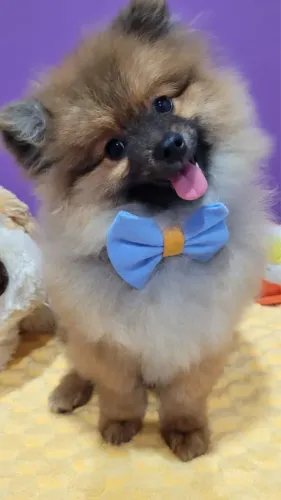 Filhote de Lulu pomerania