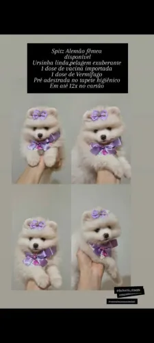 Lulu da Pomerana anão