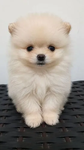 Spitz alemão macho anão 