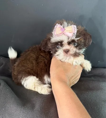 Shih tzu micro menina branca com chocolate ac cartão