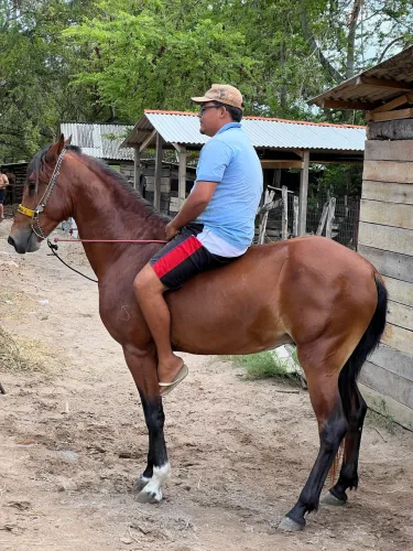 POTRO MANGALARGA 