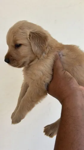 Cachorro 