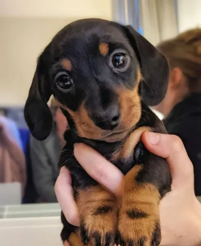 basset daschund esperando por você hoje