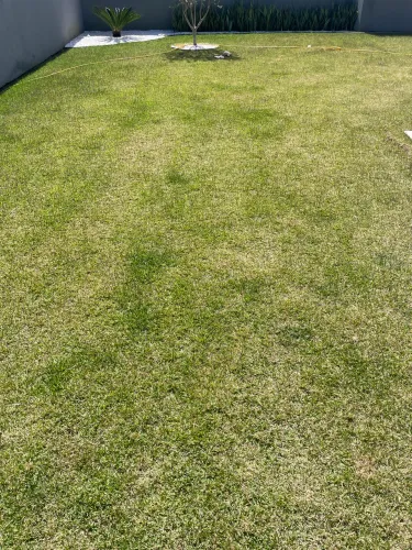 Vendo 46m2 de grama esmeralda