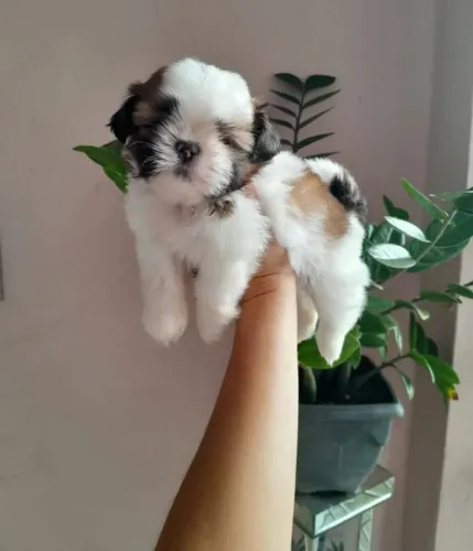Shih Tzu Um companheiro para brincar, passear e compartilhar a vida