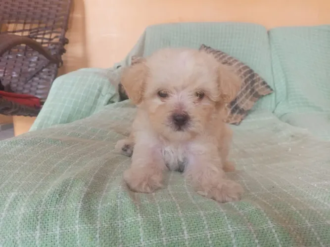 Filhote Poodle Médio