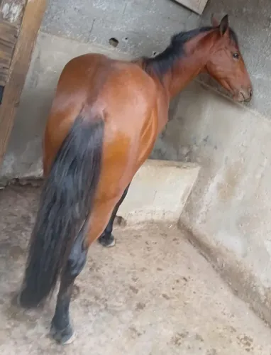 VENDO CAVALO