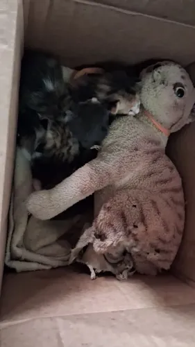 Procuro mãe de leite para esses pequenos!
