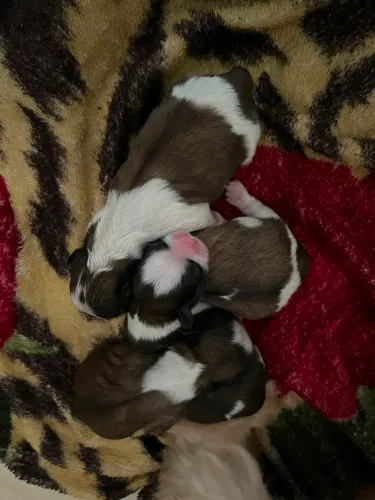 Filhotes de Shih Tzu