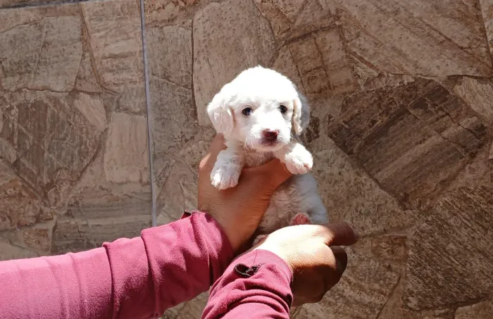Poodle Toy com Poodle n1 ORIGINAL!