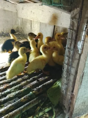 Vende se patinho