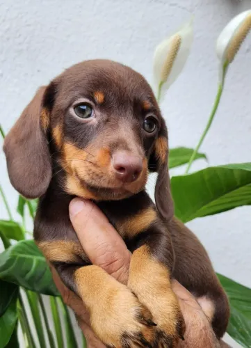 Dachshund Com Pedigree a Pronta Entrega!
