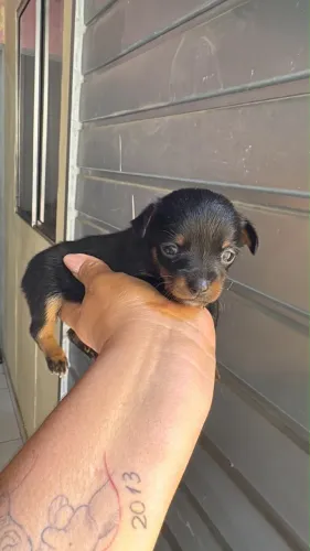 Filhote Pinscher mini ( reserva)