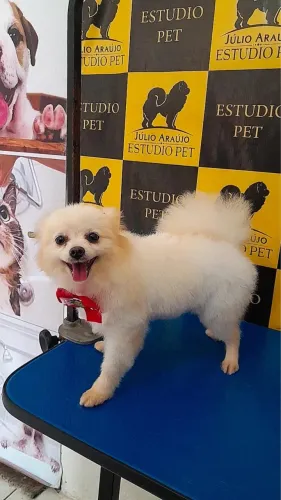 Filhote de splitz alemão 