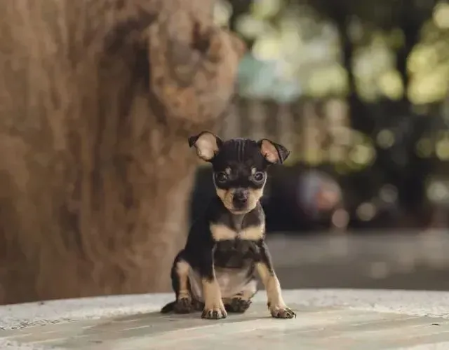 Pinscher miniatura fêmea vermifugados, vacinado e comendo ração seca