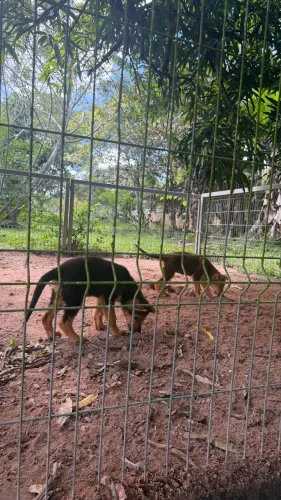 Animais