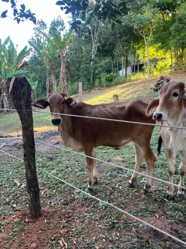 Troco bezerras por vaca Jersey ou Girolanda 