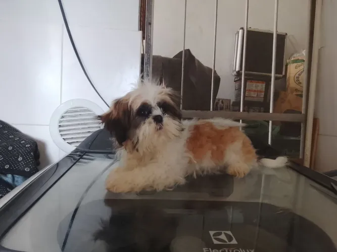 Vendo cachorro SHIT-SU