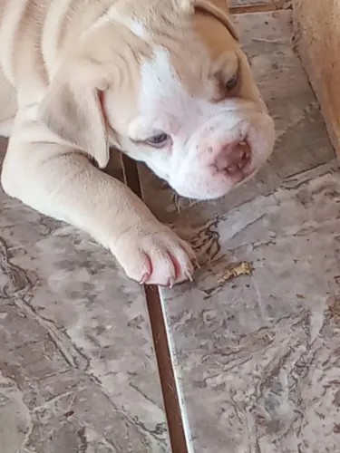 Bulldog campeiro..machos 40 dias