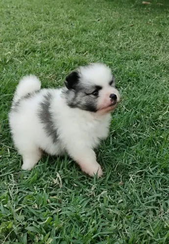 Lulu da pomerania MACHO