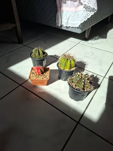 Cactos Gymnocalycium 20 cada