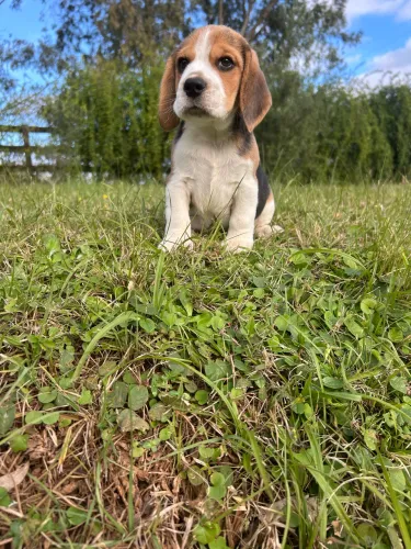 Beagle macho filhote 