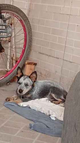 Blue Heeler boiadeiro australiano