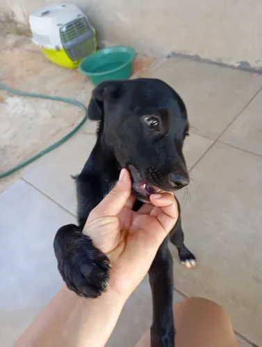 Doação da pipoca