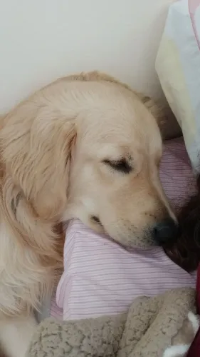 Doação de Golden Retriever