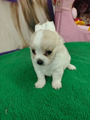 Chihuahua