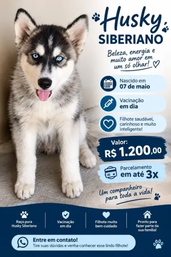 Vende se Husky Siberiano