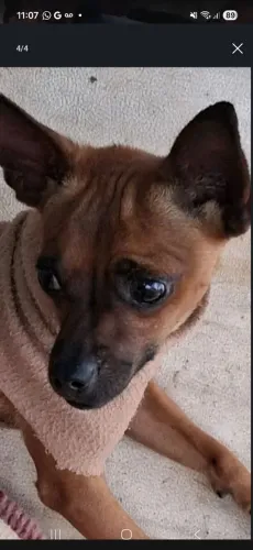 Vendo esse pinscher macho
