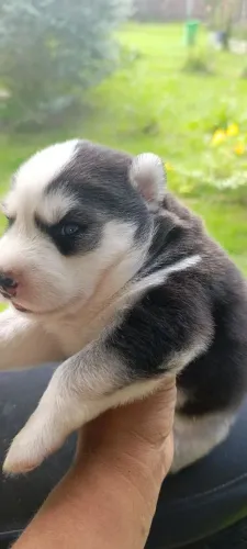 Husky siberiano