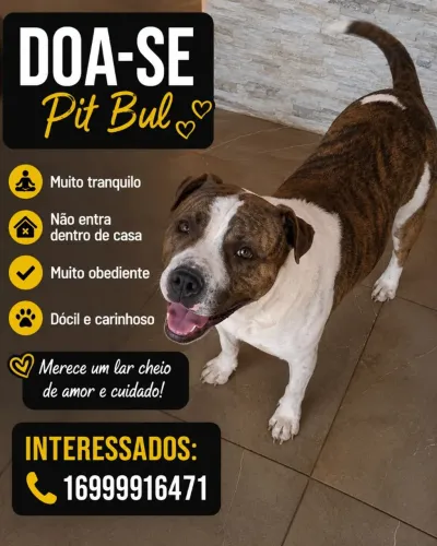 Doação cachorro castrado