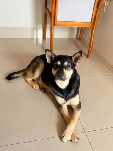 Macho mestiço de Rask