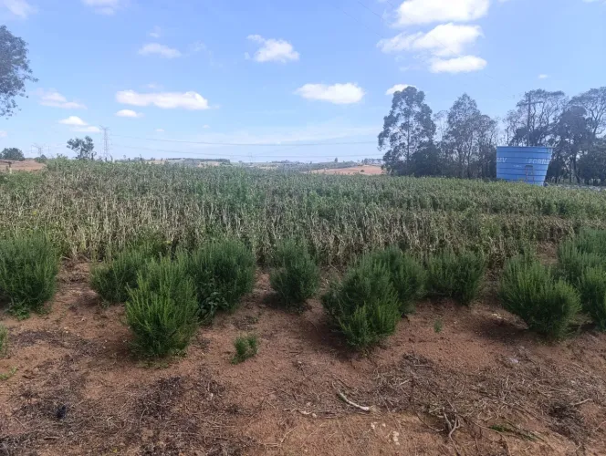 Super oferta: vendo um alqueire e meio Piedade sp. Área toda aproveitavel.c/ rio no fundo
