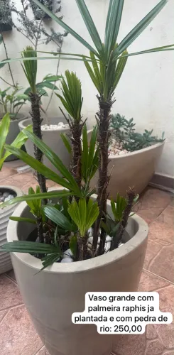 Palmeira Raphis