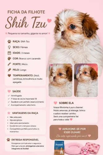 Vendo shih tzu femea