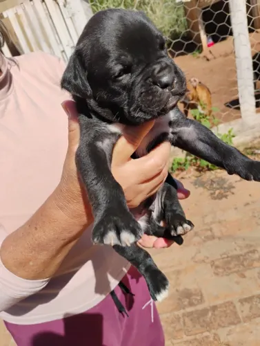 Filhotes de Boxer Macho