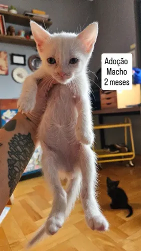 Gatinho macho adoção