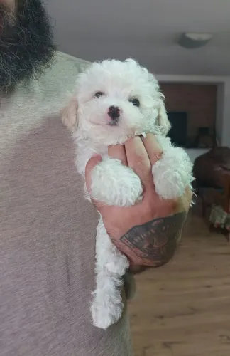 Filhote Poodle toy