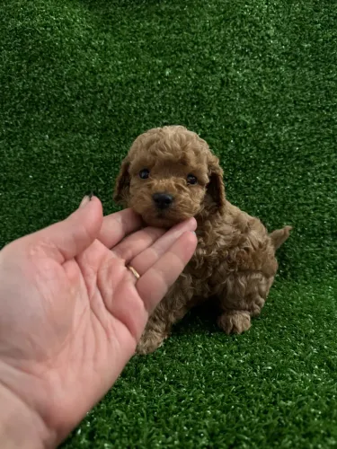 Poodle Toy para quem busca companhia