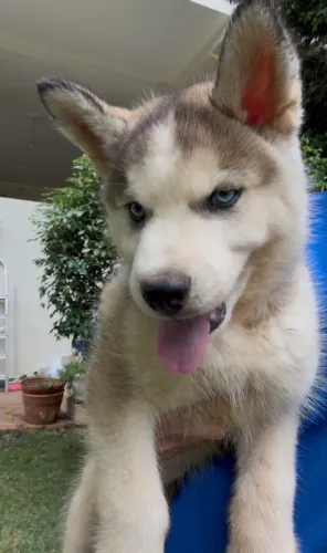 Lindo filhote de Husky Siberiano