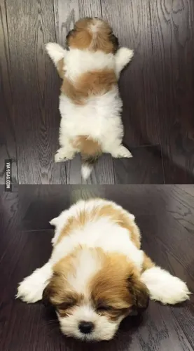Filhote de Shih Tzu Puro - Confira