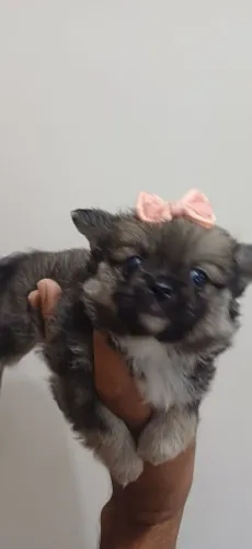 Chihuahua