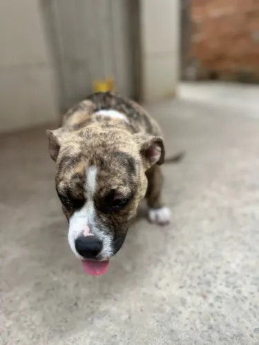American bully