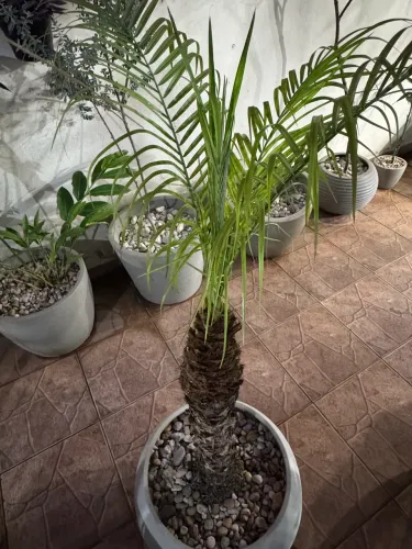 varias plantas com vaso e pedra de rio