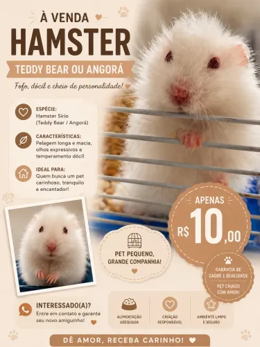 hamsters teddy bear ou angorá 