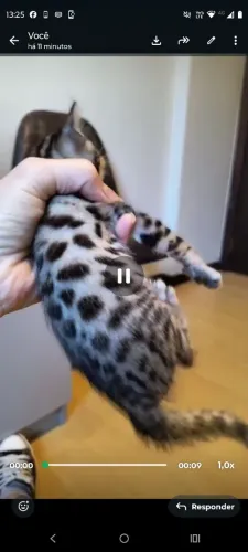 Gato de bengala leopardinho 