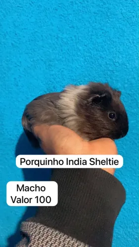 Porquinho India Sheltie